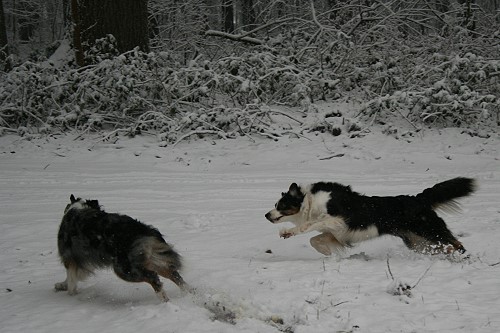 Jenna und Roxy beim Spiel Winter 2008