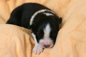 Stormbringer puppy Zoomchen