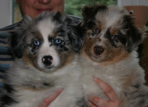 2 merle Jungen