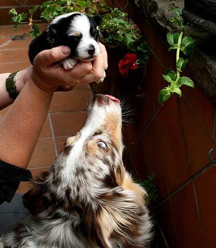 Smilla und Hanni Smilla und Hanni