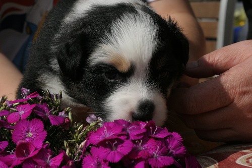 Hanni und Blümchen Hanni und Blümchen
