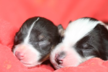 Smillas Welpen Smillas Welpen