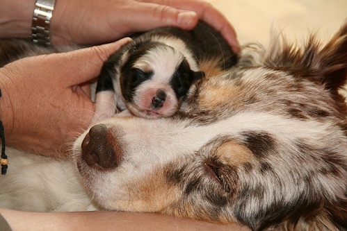 Smilla und Hanni Smilla und Hanni