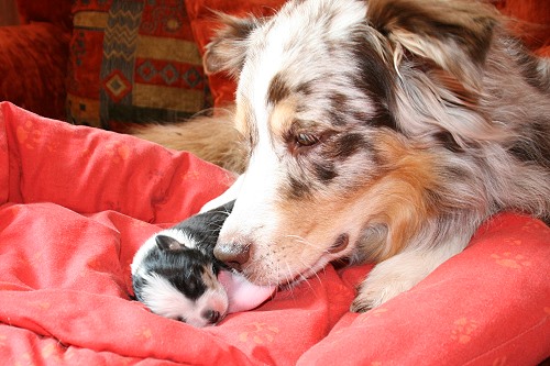 Smilla und Hanni Smilla und Hanni