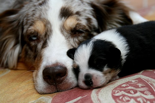 Smilla und Hanni 'Smilla und Hanni