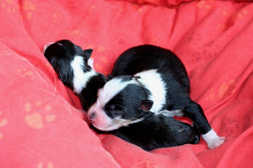 Smillas Welpen Smillas Welpen