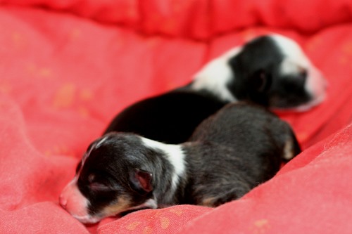 Smillas Welpen Smillas Welpen