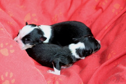 Smillas Welpen Smillas Welpen