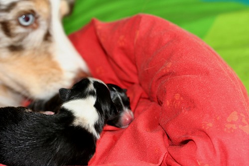 Smillas Welpen Smillas Welpen