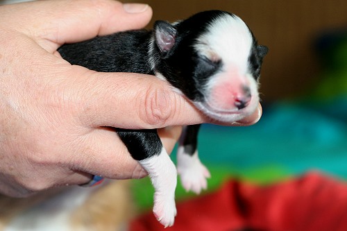 Blue Merle Baby Blue merle Baby