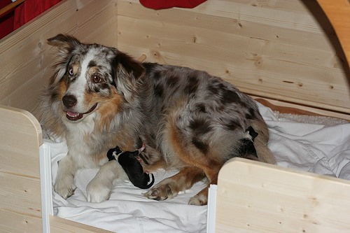 Smilla Wurfbox Smilla Wurfbox