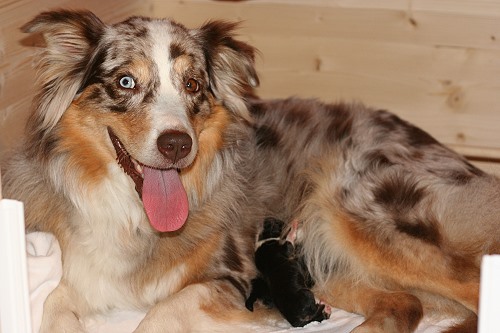 Smilla Wurfbox Smilla Wurfbox