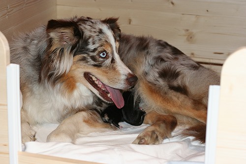 Smilla Wurfbox Smilla Wurfbox