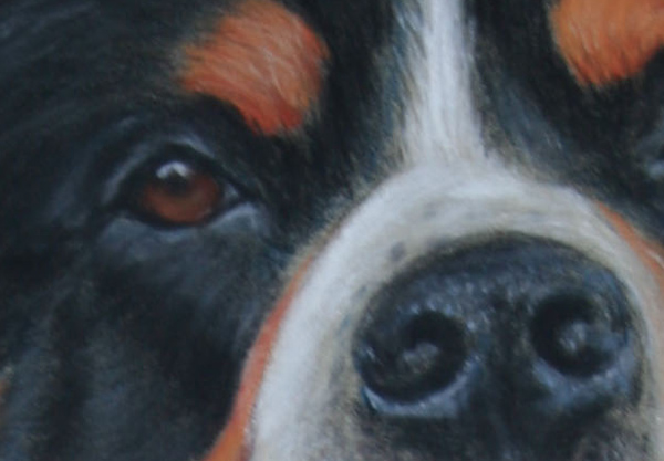 Calle- 
	Groer Schweizer Sennenhund - Pastell