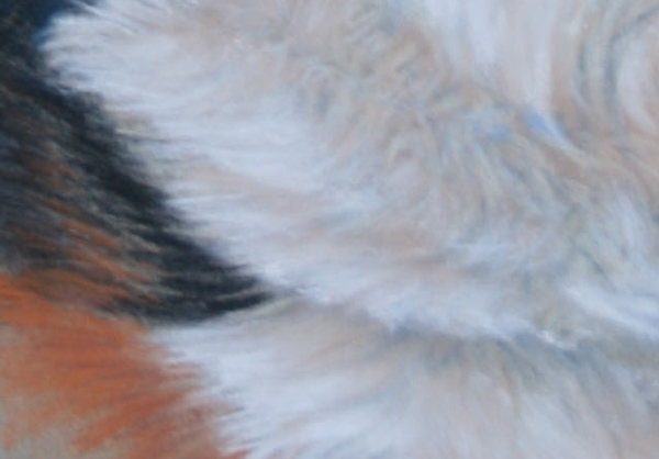 Calle- 
	Groer Schweizer Sennenhund - Pastell