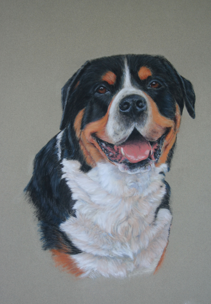 Calle- 
	Groer Schweizer Sennenhund - Pastell