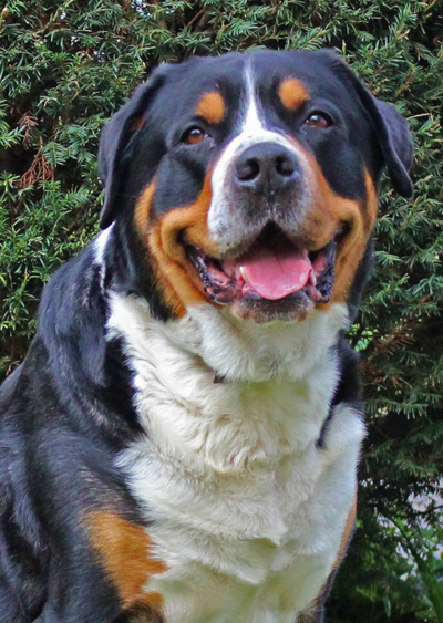 Calle- 
	Groer Schweizer Sennenhund