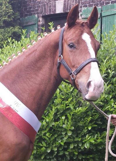 Dalli- 
	Pferde title=