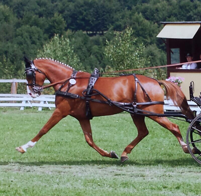 Dalli- 
	Pferde title=