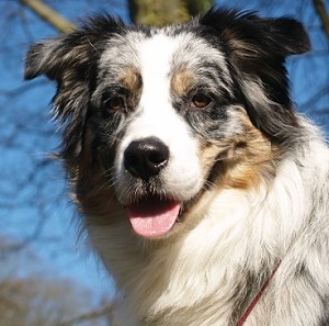 Portrait Linus